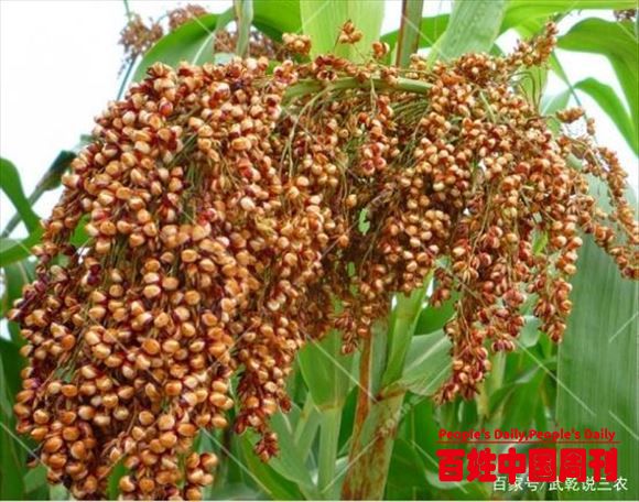 高粱高效种植技术，从而提升高粱种子的发芽率