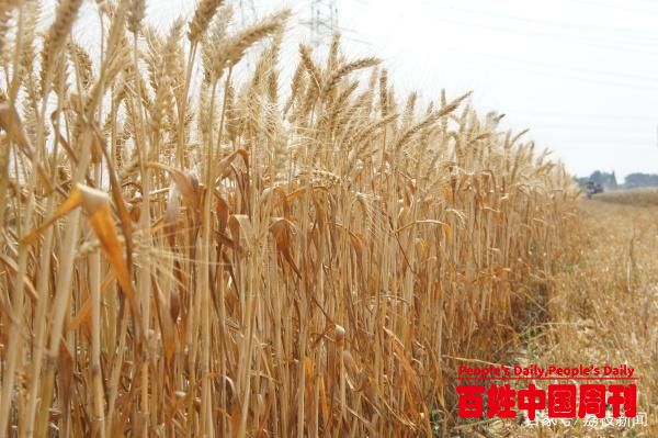 江苏省抗赤霉病高产小麦新品种首次大面积收获将成新一代主导品种