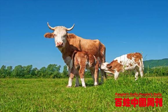 养牛如何节省饲料成本？养牛户：坚持两个核心，一个原则