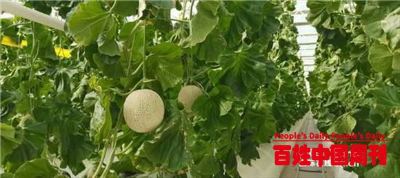 “五级联动”为乡村振兴赋能添力增色