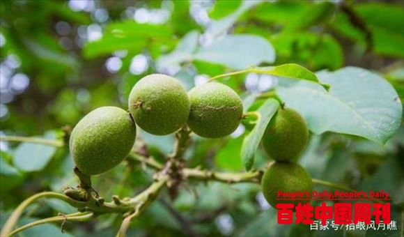 新疆有七棵核桃树，树龄超过1500年，合称“核桃七仙”