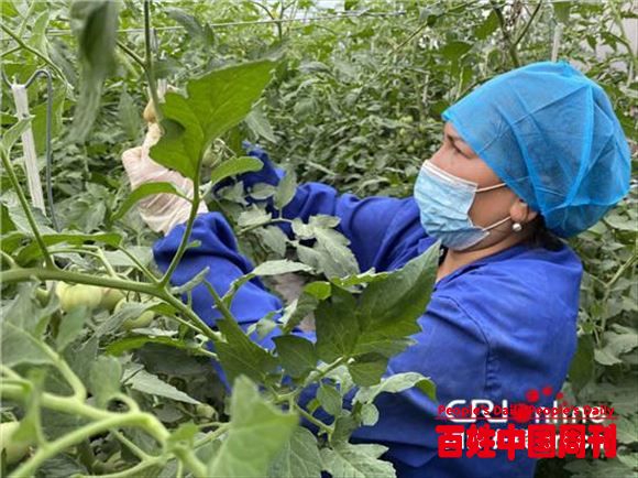 现代科技助力农民脱贫增收——新疆现代化农牧产业见闻