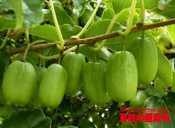 90后毕业后不去大城市闯荡，回乡种植果树，打脸乡亲父老