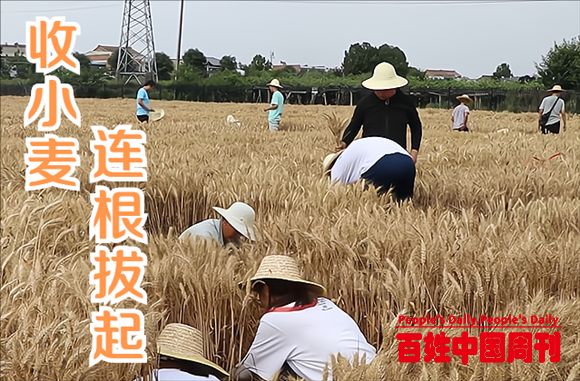 作秀还是科研？农林大学收麦“连根拔起”，被批不专业，回应来了