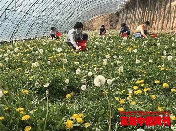 河北磁县农业农村局“七招”做实产业文章 全力促进乡村振兴