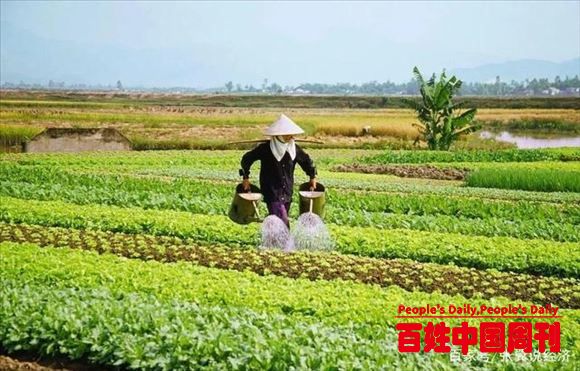 三农新视觉：农产品绿色化 保障“舌尖上的安全”