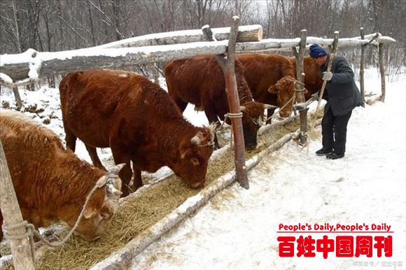 规模养牛场如何选择粗饲料？与小规模养牛户的选择截然不同