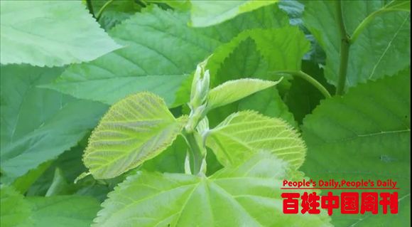 河北正定润泽：让黄金农业蛋白桑造福人类健康