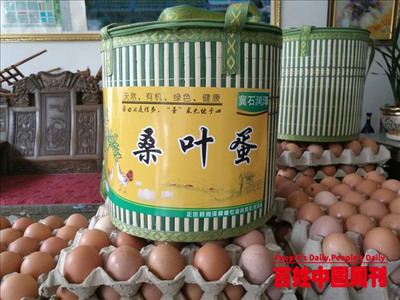 正定润泽种植专业合作社：蛋白霜桑叶茶桑叶精粉成为旅游特色产品
