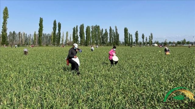 新疆霍城：“百亩蒜薹免费采”蒜田秒变旅游打卡地