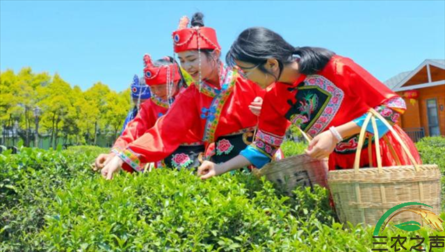广东河源  春暖茶飘香 茶农采茶忙