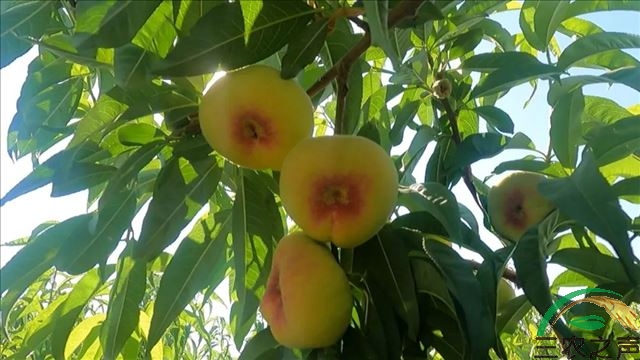 新疆玛纳斯：发展特色林果业助农增收