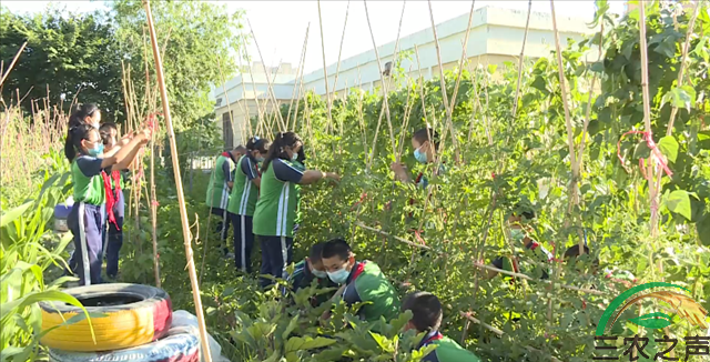 新疆奎屯市第九小学：开辟幸福菜园 促进学生全面成长