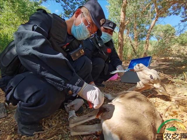 新疆哈密二红山边境民警成功救助国家二级保护动物—黄羊