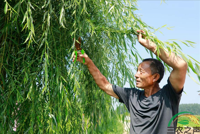 《天南地北河南人》之黄河故道柳色新：退休老党员薛玉富的林业助农致富梦