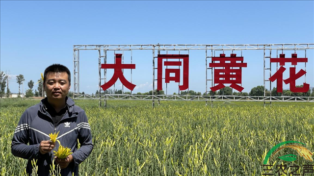 山西大同 “80后”小伙儿手拿“金针”闯天下