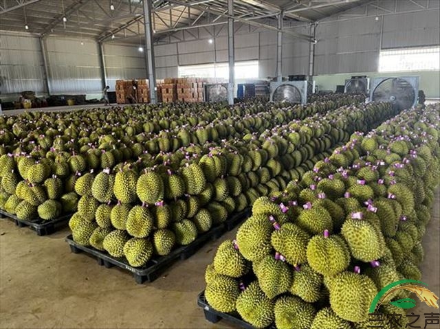 越南榴莲首次出口中国，百果园抢鲜第一批即将上市
