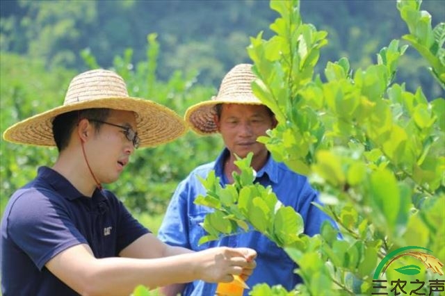 大学生返乡种柠檬！“白云新农人”带头创下收益超3000万元
